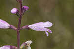 Godfrey's false dragonhead